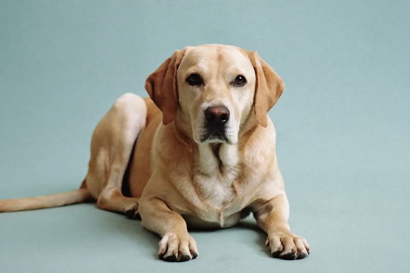 A relaxed older labrador lying down and looking calm