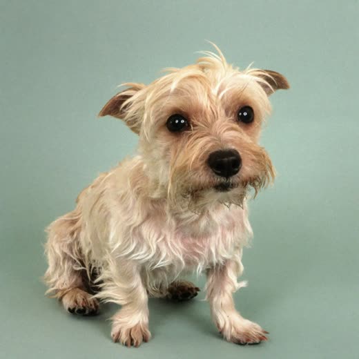 A freshly washed terrier sitting against a plain pastel background