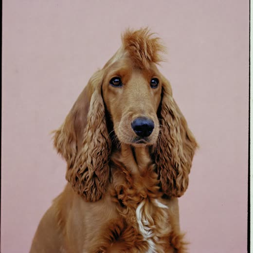 A neatly trimmed cockapoo looking slightly off camera