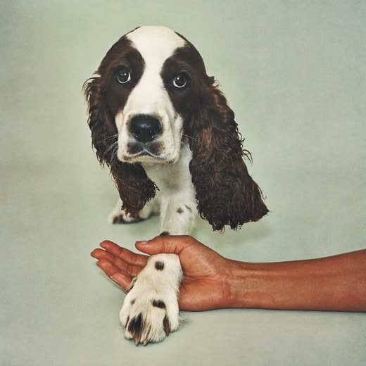 A dog's neatly trimmed front paw held gently by a hand