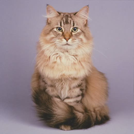 A long-haired cat with a freshly brushed coat